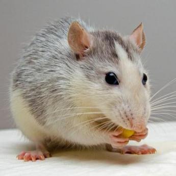 Le rat