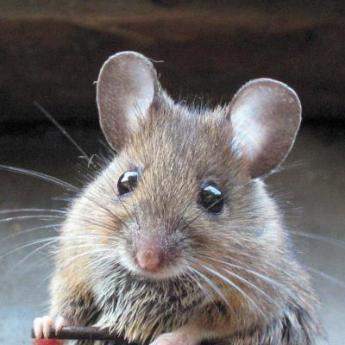 La souris