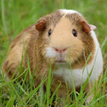 Le cochon d’inde
