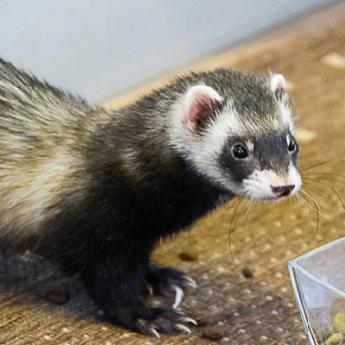 Le furet