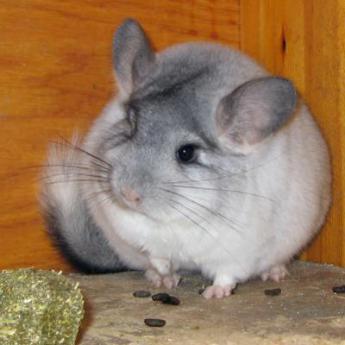 Le chinchilla 