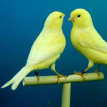 Les Canaris