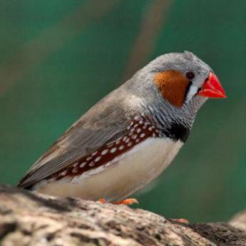 Les oiseaux exotiques