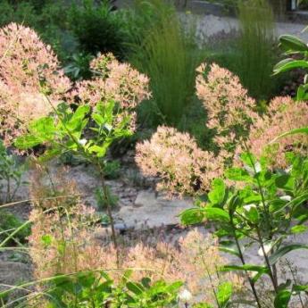 Cotinus Coggygria Young Lady