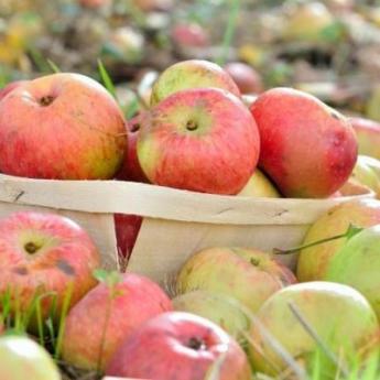 Delbard Pommes des Moissons