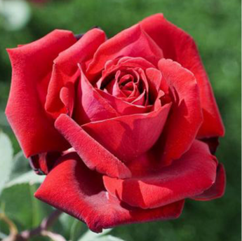 Edith Piaf