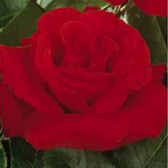 Dame de Coeur