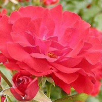 Rosy la Sevillana
