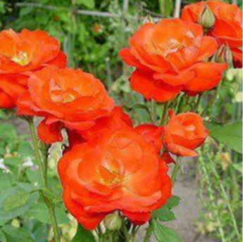 Orange Sensation