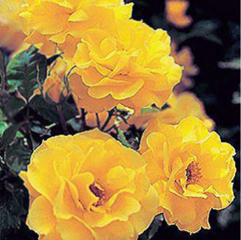 Friesia