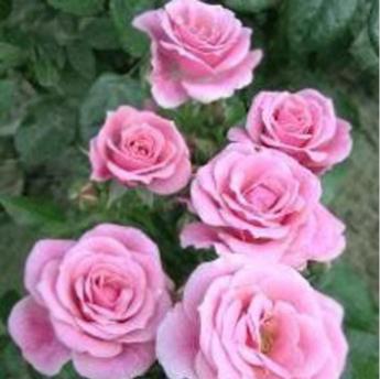 Pink Symphonie