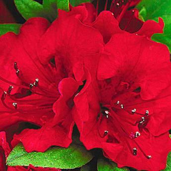 Sakata red