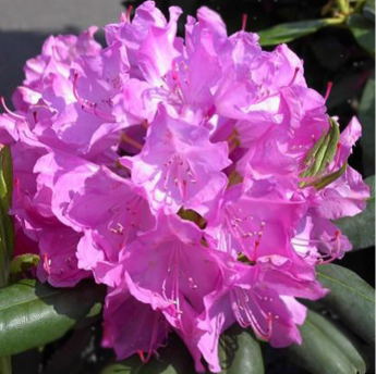 Roseum Elegans
