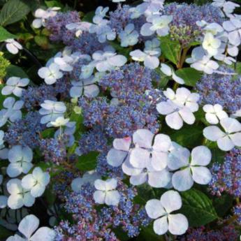Serrata Blue Bird