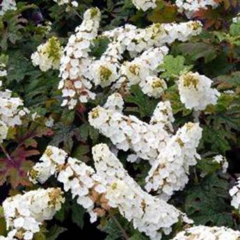 Quercifolia Snow Queen