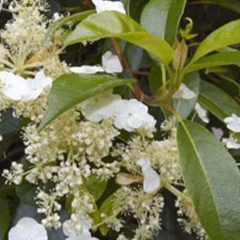 Hydrangea Serrati Folia