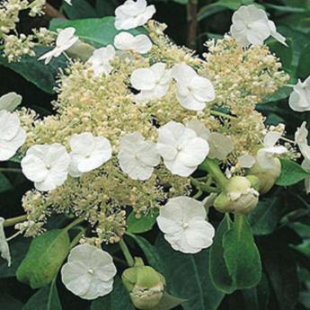 Hydrangea Seemanii