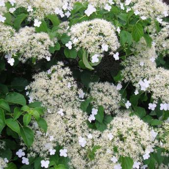 Hydrangea Petiolaris