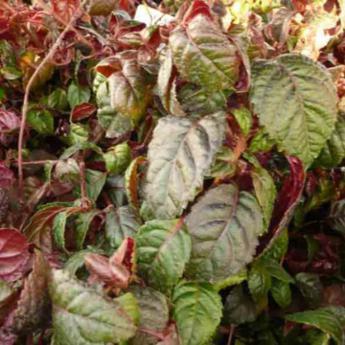 Grimpant Anoma Winter Surprise