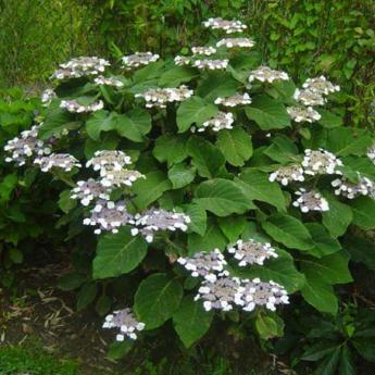 Aspera Sargentiana