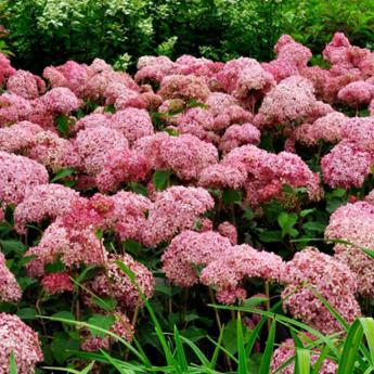 Arborescens Invicibelle