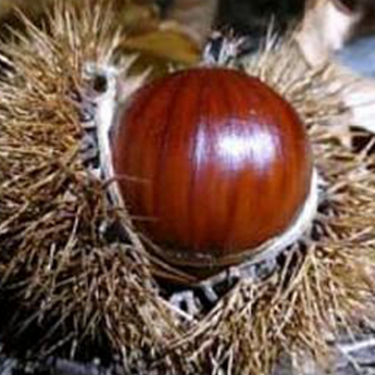 Dorée de Lyon