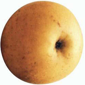 Reinette du Mans