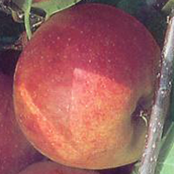Cox's Orange Pippin