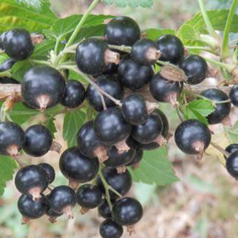 Noir de Bourgogne