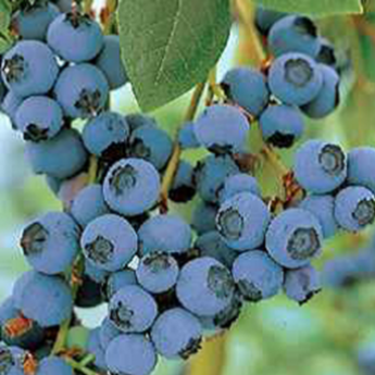 Blue Crop