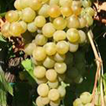 Ampelia Candin