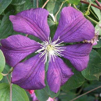 Viticella Etoile Violette