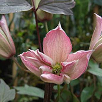 Rosebud