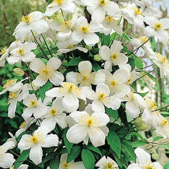 Montana Grandiflora