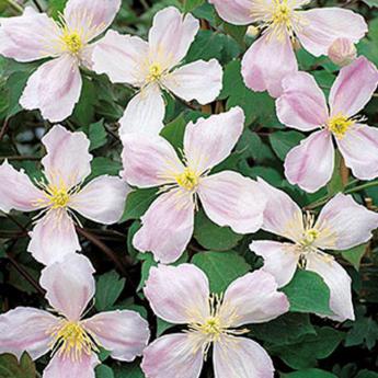 Montana Giant Star