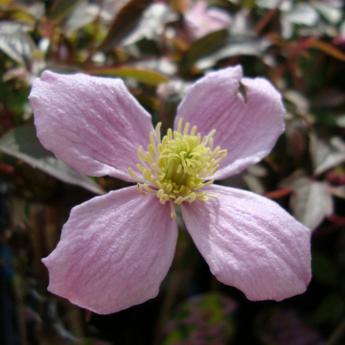 Montana Fragrant Spring