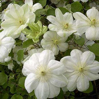 Guernsey Cream