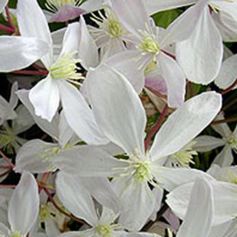 Armandii Apple Blossom