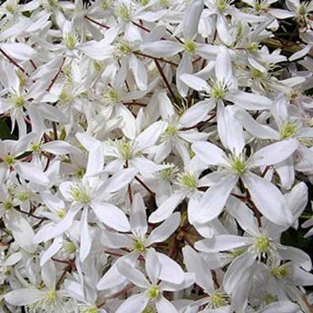 Armandii