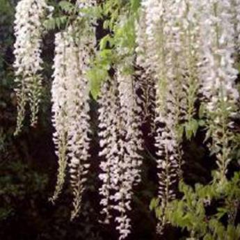 Floribunda longissima alba
