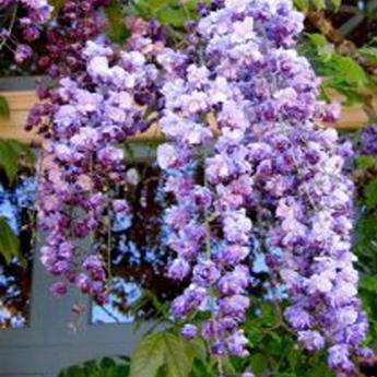 Floribunda Violacea plena