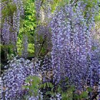 Floribunda macrobotrys