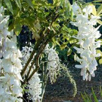 Sinensis alba