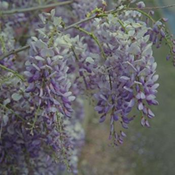 Sinensis bleu