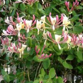 Caprifolium