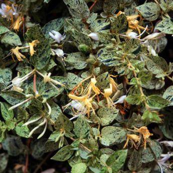 Mint crisp