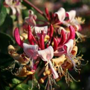 Caprilia impérial