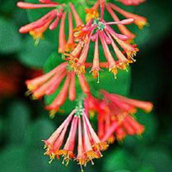 Dropmore scarlet