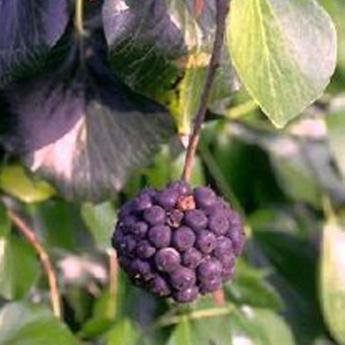 Colchica arborescens