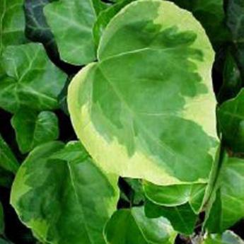 Dentata variegata
